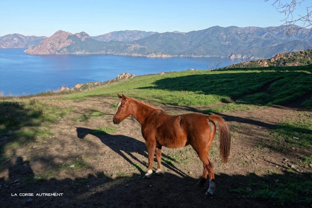 Randonnée douce et découverte familiale à Piana